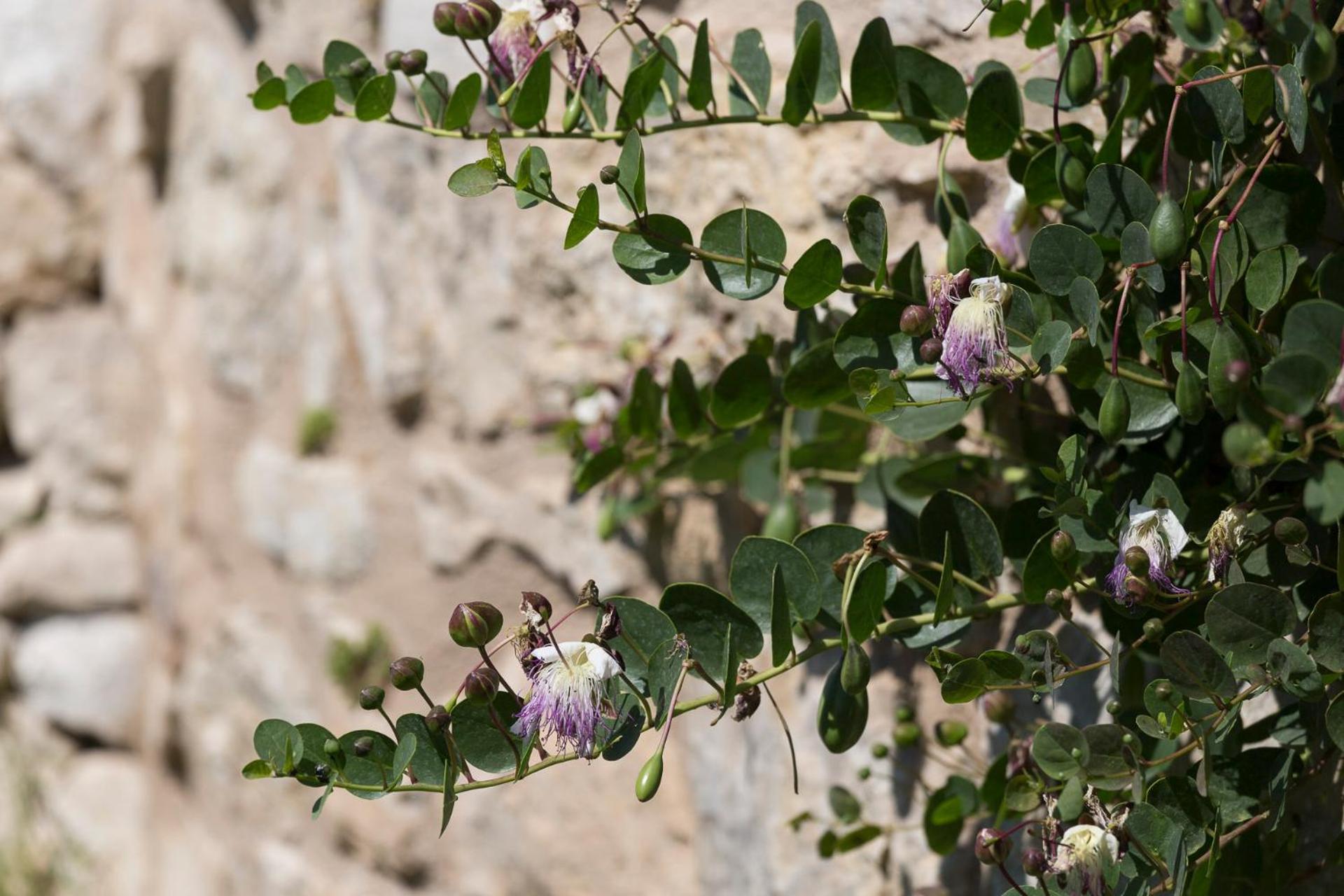Antico Convento Dei Cappuccini Ξενοδοχείο Ραγκούσα Εξωτερικό φωτογραφία